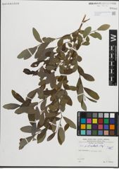 Foto von Salix pedicellata Desf.